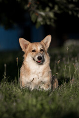 Welsh Corgi dog on a walk in the park