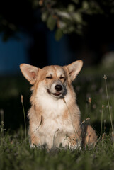 A Pembroke Welsh Corgi dog sits smiling