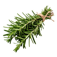 Bunch of Fresh Rosemary Sprigs Tied with Twine, Isolated on a Transparent Background PNG