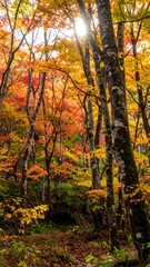 Fototapeta premium Autumn forest scene with vibrant fall colors