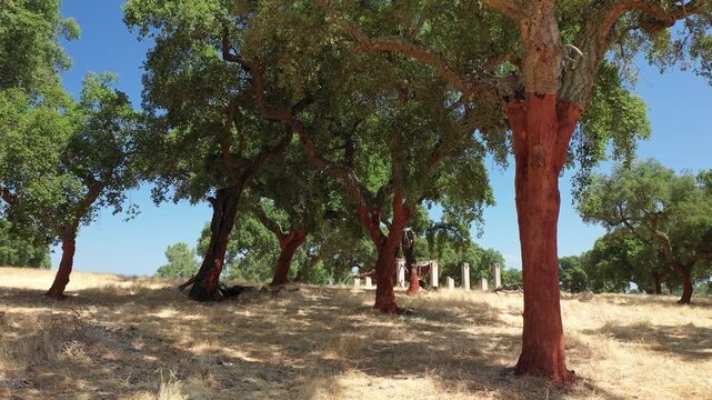 Cork oak farm. Cork oak trunks with renewable bark suitable for stripping in the nearest years. Slow camera movement between cork oak trees