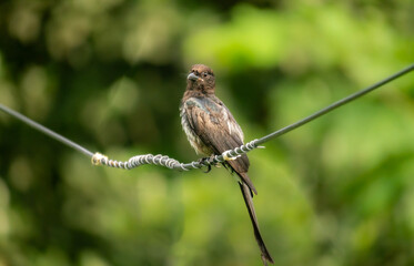 Cuckoo (Cuculidae family) Bird perched on a coiled electric wire against a green backdrop