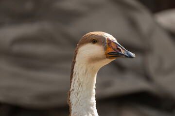 Profile of a Chinese goose with distinct brown and beige feathers
