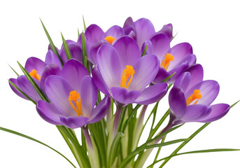 Fototapeta premium Purple crocus flowers bouquet isolated on transparent background