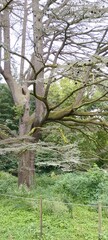 Secuoya en el Parque de Cristina Enea, San Sebastián, Guipúzcoa. Naturaleza viva

