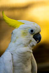 White cockatoo with a striking yellow crest against a warm backdrop © Mamun Sheikh