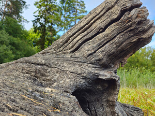 Close-up of a weathered tree trunk showing cracked bark and natural wood grain detail, set against a lush green woodland background. Ideal for nature, texture, design, or forest themes.