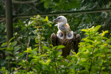 Vulture (Gyps himalayensis) perched among lush green foliage, looking alert