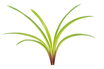 Green plant Amaryllis with leaves, branch of green leaves isolated on PNG transparent background