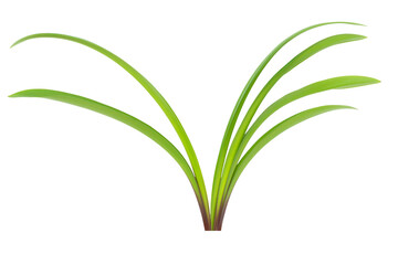 Green plant Amaryllis with leaves, branch of green leaves isolated on PNG transparent background