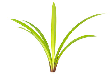 Green plant Amaryllis with leaves, branch of green leaves isolated on PNG transparent background