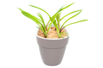 Many green plants Amaryllis with green leaves in pot isolated on PNG transparent background