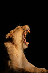 Lion in the setting sun