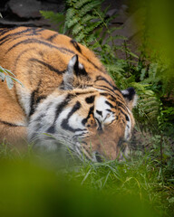 Napping tiger