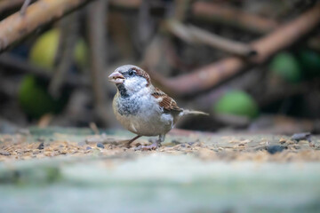 A sparrow (Passer montanus) on the ground surrounded by a natural blurred background