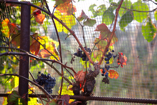  racimos de uvas negras  que cuelgan de una parra de hojas doradas