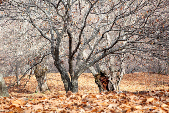 campo de casta&ntilde;os en oto&ntilde;o con las ramas sin hojas que est&aacute;n esparcidas por el terreno