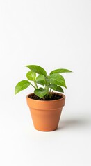 An indoor terracota pot with a vibrant Aglaonema plant flourishing indoors, adding a touch of nature to a minimalist setting and promoting calmness and natural charm
