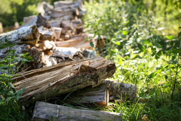 Pile of Firewood Overgrown with Grass and Weeds