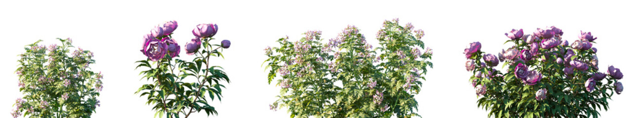 Fototapeta premium Set of Pelargonium graveolens and Paeonia lactiflora frontal isolated png on a transparent background perfectly cutout high resolution