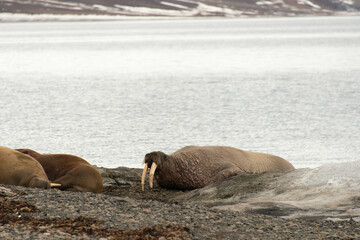 Morse, Odobenus rosmarus, Spitzberg, Svalbard, Norvège
