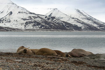 Morse, Odobenus rosmarus, Spitzberg, Svalbard, Norvège