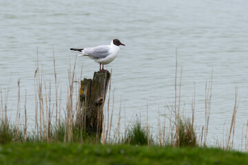 Mouette rieuse,Chroicocephalus ridibundus, Black headed Gull