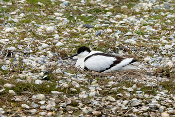 Avocette élégante, nid, Recurvirostra avosetta, Pied Avocet