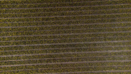 horticulture, jonquille, Mer des Wadden, île de la Frise, Ile Texel, Pays Bas