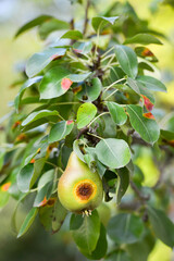 Une poire accrochée à une branche, commence a être malade, avec en arrière-plan, des feuilles atteintes de la rouille du poirier
