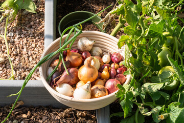 Close-up of basket with homegrown organic onions from home gardening; harvesting onions.