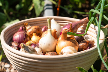 Close-up of basket with freshly harvested home garden onions