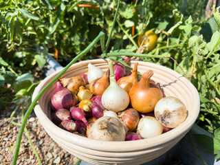 Close-up of basket with homegrown organic onions from home gardening; harvesting onions.