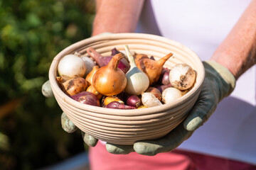 Gardener holding basket with homegrown organic onions from home gardening; harvesting onions.
