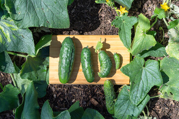 Homegrown cucumbers on wooden board freshly picked or harvested in organic home garden