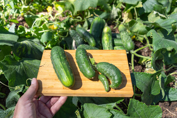 Hand holding wooden board with homegrown cucumbers freshly picked or harvested in organic home garden