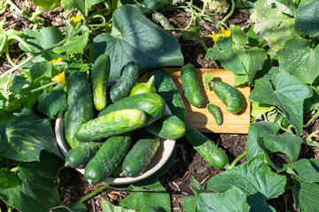 Homegrown cucumbers in basket harvested in organic home garden; cucumber plants in bloom.