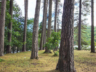 Tall pine trees in a quiet woodland clearing with dry forest floor and glimpses of water through the trees. Ideal for design use, nature themes, and outdoor wellness or adventure concepts.