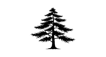 Silhouette of a tall, evergreen pine tree with detailed branches and needles against a white background.