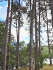 Tall Trees and Blue Sky Above Forest Riverbank