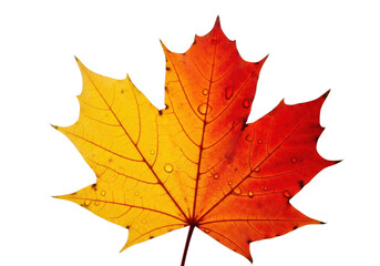 Autumn maple leaf with water drops isolated on transparent background