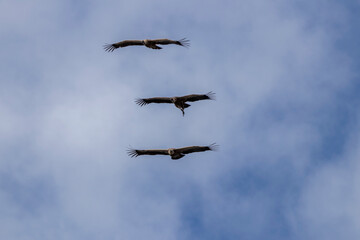Three black vultures flying in formation over monfragüe national park