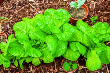 Green lettuce growing in vegetable garden with mulch