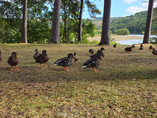 Group of wild ducks resting under pine trees in a woodland clearing near a calm lake. Natural summer outdoor setting with space for text. Ideal for wildlife, nature or outdoor lifestyle themes.
