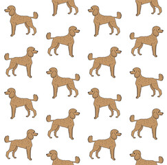 Vector hand drawn sketch doodle colored poodle dog isolated on white background