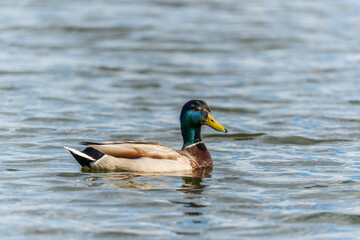 Fototapeta premium Duck swims in the pond.