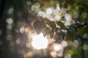 Branch of birch tree, Betula pendula, silver birch, warty birch, European white birch, with green...