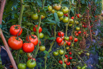 Tomato plants that look fresh and ready to harvest, Fresh bunch of red natural tomatoes in organic vegetable garden. A closeup shot of a series of tomatoes on a tree in a greenhouse, Ripe red tomatoes