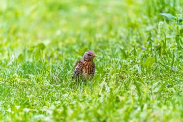 Wood bird Fieldfare, Turdus pilaris, on a sprng lawn.