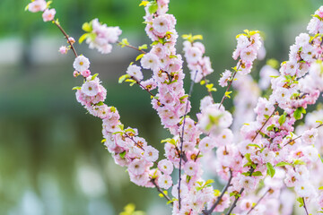 Beautiful Pink Flowers of Prunus triloba, Blossom, pink flowers. Prunus triloba, sometimes called flowering plum or flowering almond, a name shared with Prunus jacquemontii